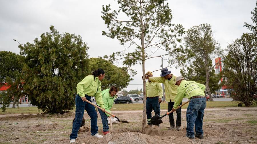 Los programas municipales de reforestación han llegado a plazas, camellones, áreas verdes, comunidades rurales y sectores de la sierra de Zapalinamé.