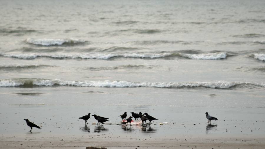 Unas aves a la orilla de la playa y al fondo buques comerciales anclados en el estrecho de Ormuz, en las costas de Bandar Abbas, Irán, el miércoles 2 de septiembre de 2026.