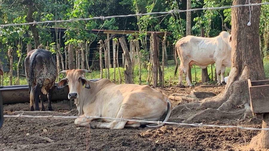 Los ganaderos han reportado pérdidas económicas incuantificables a causa del Gusano barrenador y no creen que en el 2026 vaya a mejorar la situación.