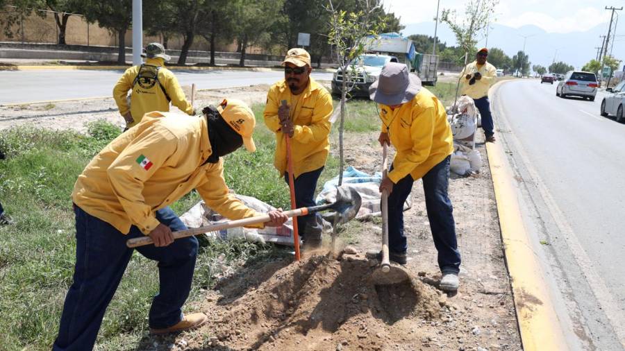 Personal operativo lleva a cabo excavaciones y siembra de árboles en distintos puntos de la ciudad.