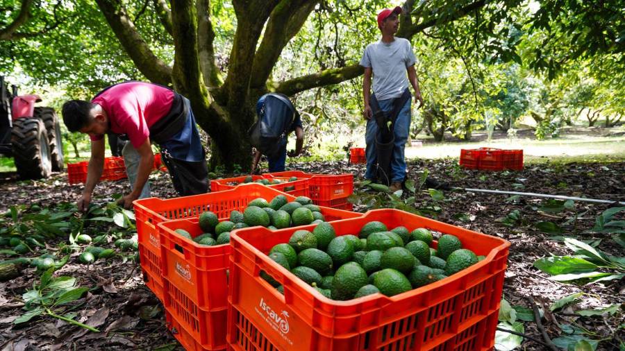 Esta certificación representa una ventaja estratégica frente a mercados cada vez más exigentes en materia social y laboral. FOTO: