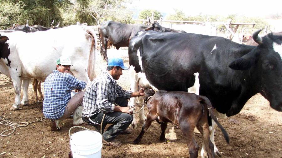 En un comunicado informaron que, derivado de la detección de un afta en un animal durante la inspección, se detuvo de manera temporal la exportación.