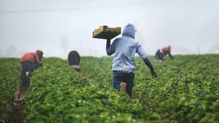 Especialistas agrícolas de la CBP localizaron un ejemplar de Polyamia arachnion en un cargamento de verduras mexicanas inspeccionado en Nogales, Arizona.