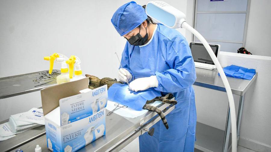 Cuidados. Veterinarios realizan procedimientos de esterilización en el Centro de Atención Animal.