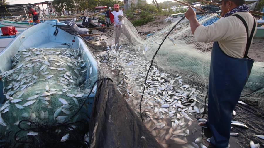 Consideran que ante la violencia en alta mar, la pesca debe ser considerada un asunto de seguridad nacional.