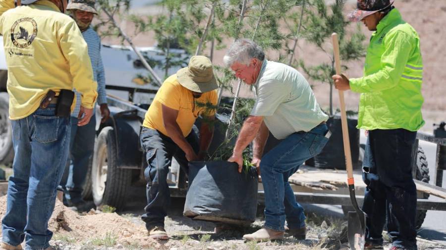 Personal municipal de Saltillo realizó labores de reforestación en el camellón central del bulevar Franz Zabroky Wrobel como parte del programa “Bosques urbanos lineales.
