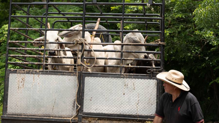Se espera que en los próximos meses ya opere la planta que producirá 200 millones de moscas estériles en Chiapas.