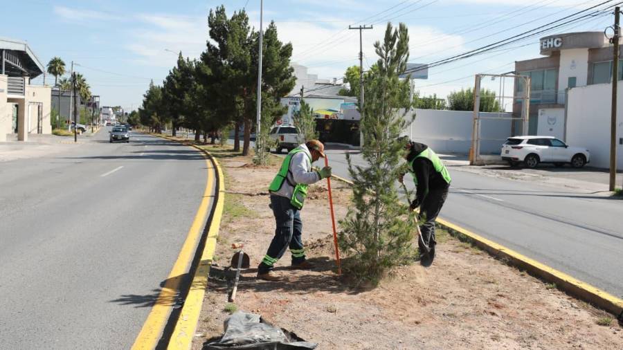 Cuadrillas municipales realizaron trabajos de reforestación en el bulevar José Musa de León.