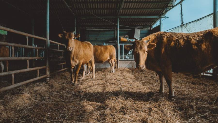 La asociación insiste en reforzar la estrategia científica para contener la plaga.