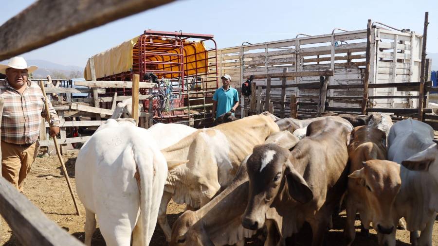 POLITICÓN: Reabren frontera a ganado primero en Sonora... ¿y Coahuila pa’ cuando?