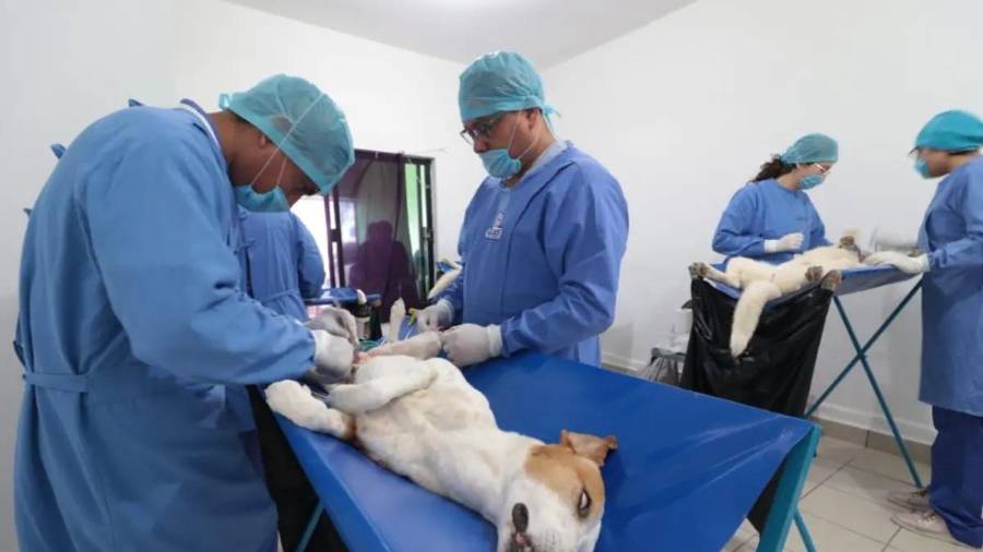 Veterinario aplica anestesia previa a un perro durante la jornada de esterilización.