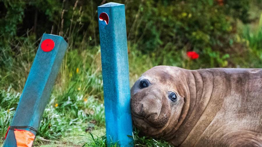 Neil la foca, una foca elefante de 1000 kg (2,200 libras), se acerca con el hocico a los bolardos que ha dañado en Tasmania, Australia, el 27 de junio de 2026.