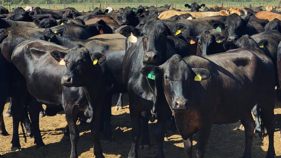 Valor de exportaciones mexicanas de carne de res aumentó un 65%, más del doble que el crecimiento del volumen enviado, del 31.8%.