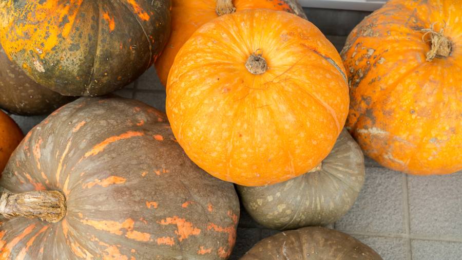 Entre sus principales características encontramos que tiene una corteza muy gruesa y dura.