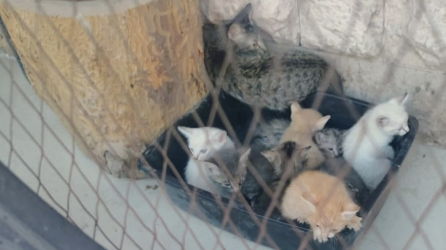 La felina permaneció junto a su camada pese al humo y las llamas.