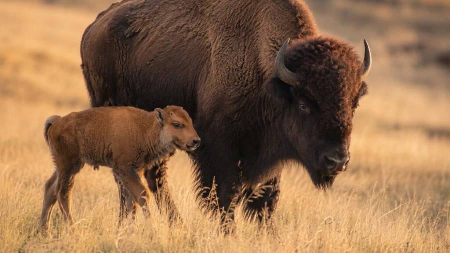 La cría de bisonte permanecerá cerca de un año en el Museo del Desierto antes de ser trasladada al santuario de Cuatro Ciénegas.