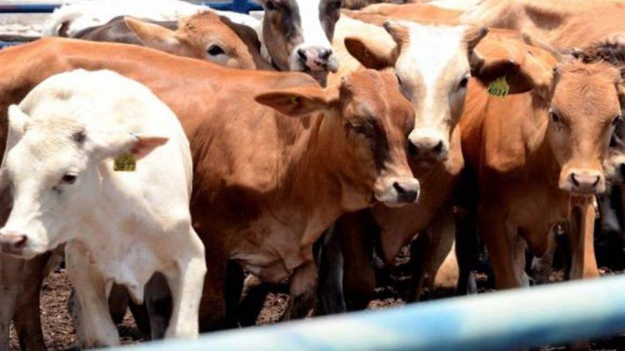 Productores ganaderos de Coahuila enfrentan un mercado cada vez más presionado por importaciones.