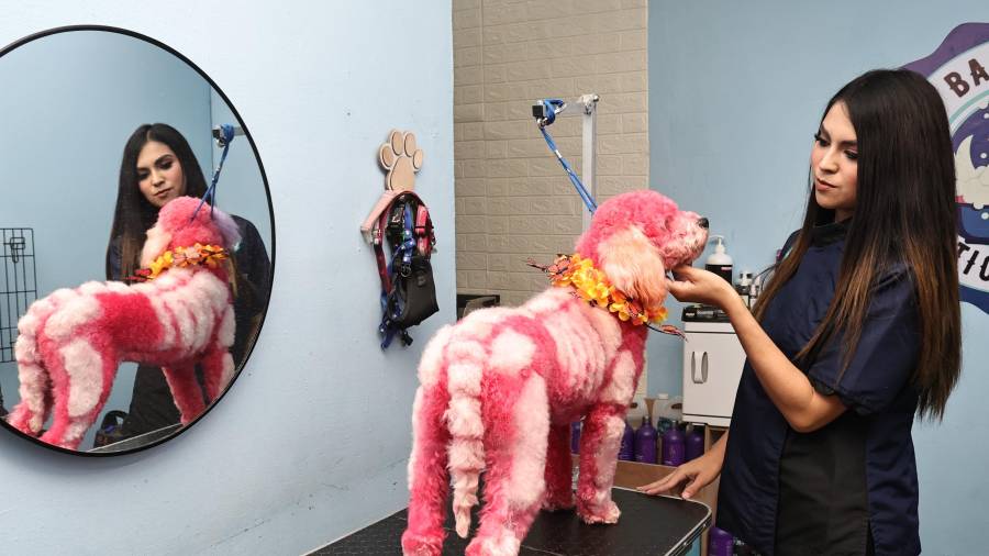 Estefanía Juárez González, estilista de la estética Bañadog’s en la Zona Centro de Saltillo, cuenta con certificaciones en colorimetría canina.
