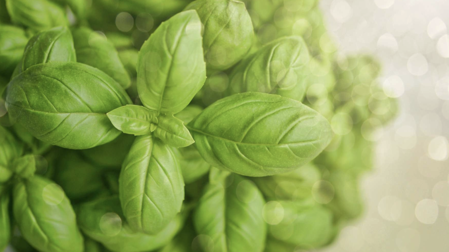 El ingrediente de hoy: albahaca fresca.