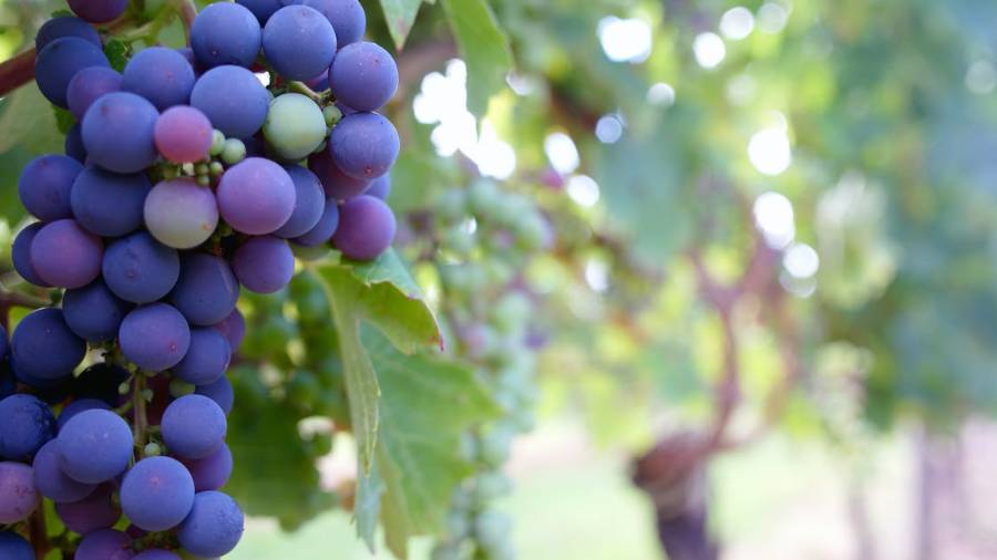 Los beneficios de tomar vino