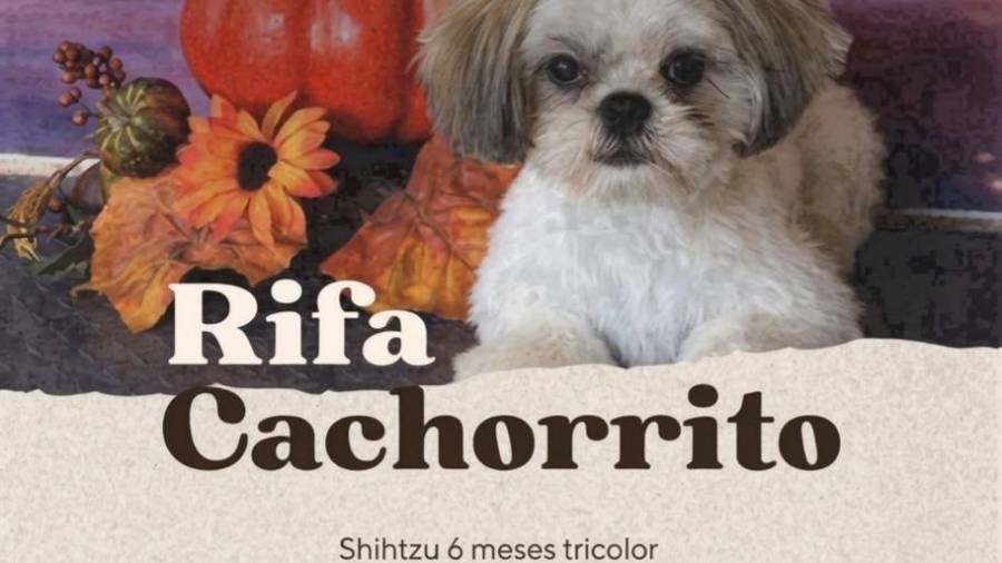 Activistas recordaron que la legislación prohíbe tratar a los animales como objetos y exigen fomentar la adopción responsable.