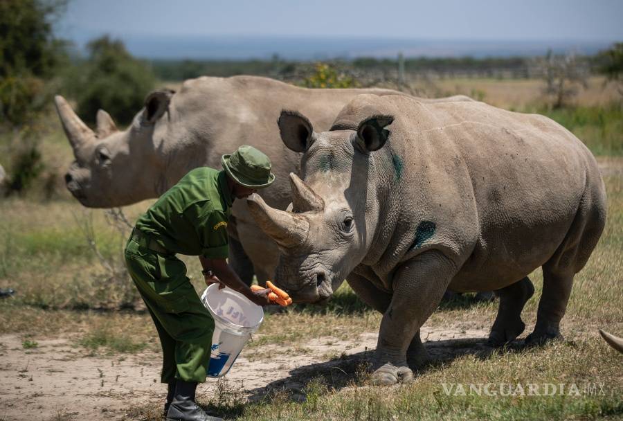 $!Coronavirus pone en riesgo los esfuerzos para preservar al rinoceronte blanco