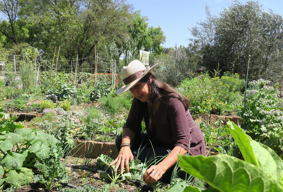 Huertos urbanos como alternativa sostenible - Revista InfoAgro México