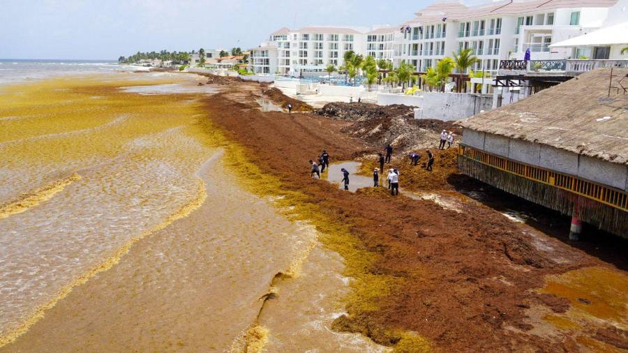 En los periodos de mayor presencia, hasta 9 mil 54 toneladas diarias llegan a las costas de Quintana Roo.