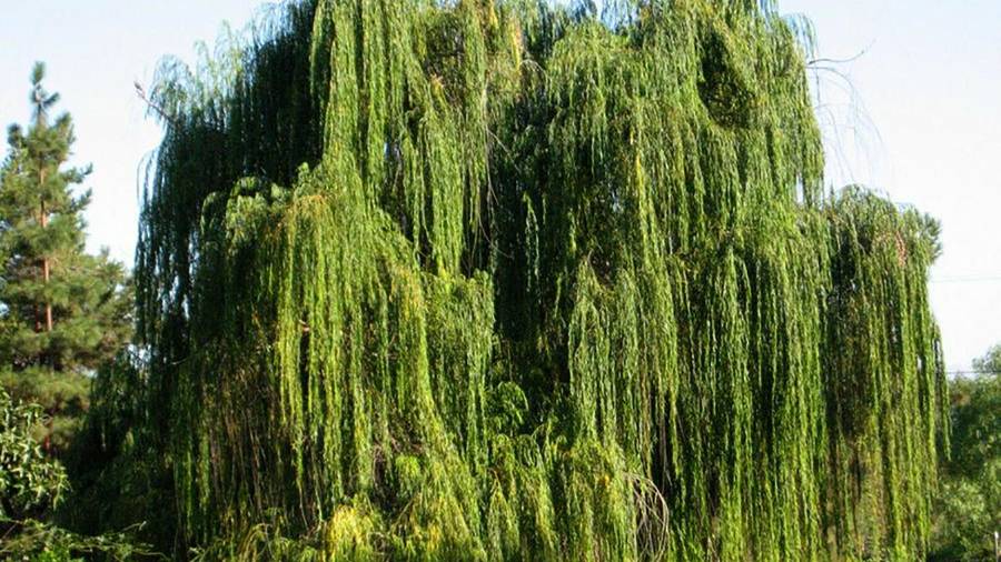 El sauce llorón, árbol que en 1652 bautizó este callejón. Su nombre es, hasta hoy, el más antiguo que conserva la ciudad.