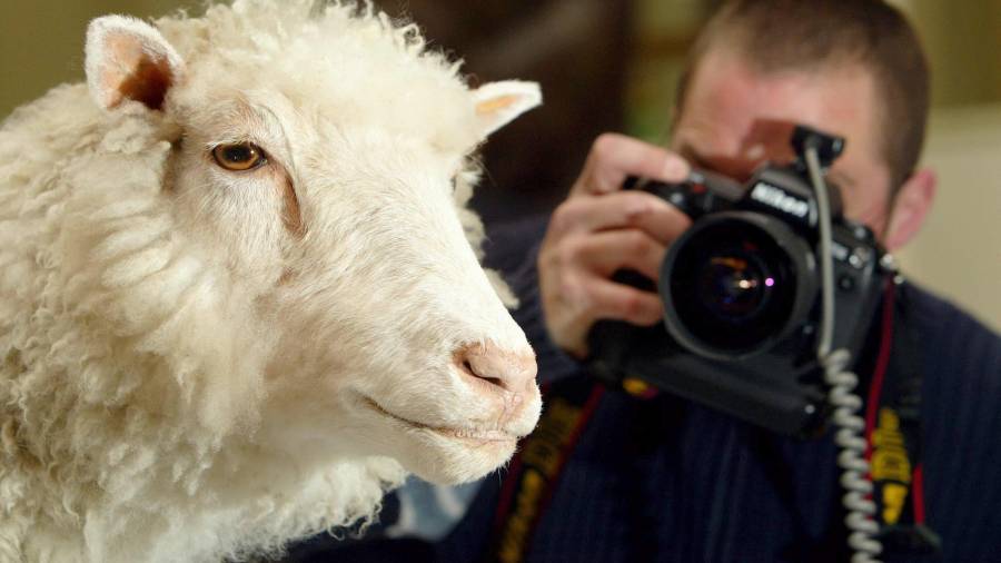 Un fotógrafo toma fotos de ‘Dolly’, la primera oveja clonada del mundo, que murió el 14 de febrero de 2003 y que se conserva en formol se exhibe de forma permanente en el Museo Nacional de Escocia, en Edimburgo.