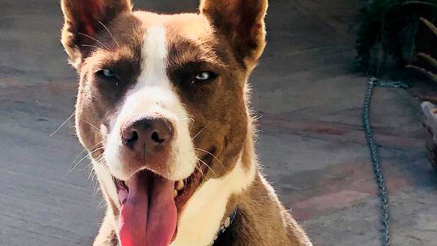 ¡No regales mascotas en Navidad!