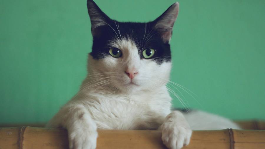 Un mapa acústico explica cómo la ciencia del comportamiento felino clasifica las vocalizaciones de las mascotas para mejorar su bienestar y la convivencia en el hogar.