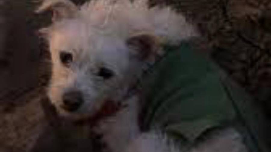 ¡Crea conciencia y no abandones a tu mascota!