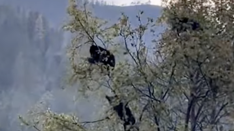 Visitantes de Bosques de Monterreal captaron a varios osos negros trepados en árboles, una escena que rápidamente se difundió en redes sociales y medios digitales.