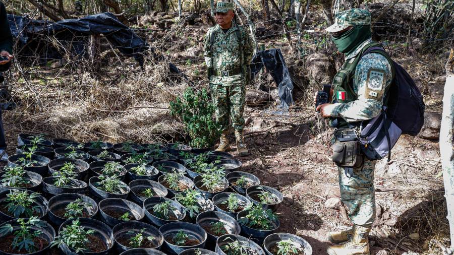 También erradicaron un plantío de mariguana en comunidades rurales de Culiacán, Sinaloa. FOTO: Cuartoscuro