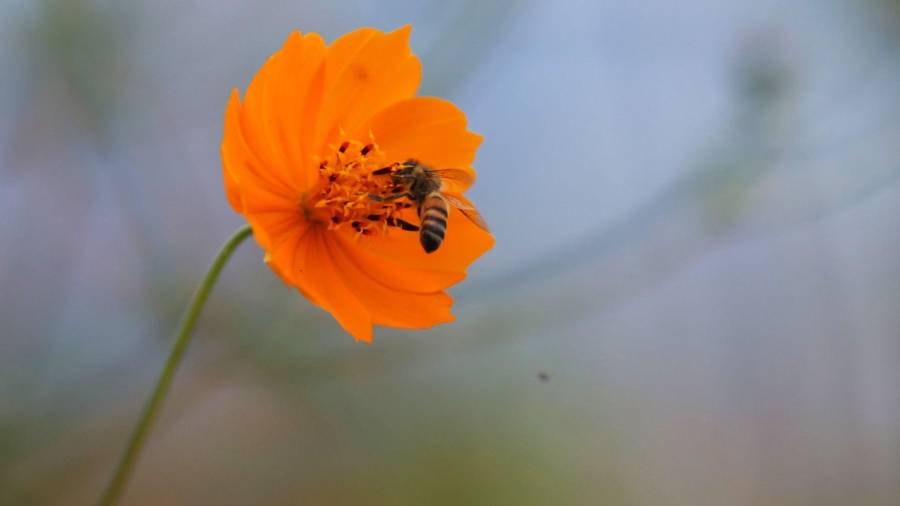 Una sola picadura puede detonar síntomas graves por la liberación de mediadores inflamatorios.