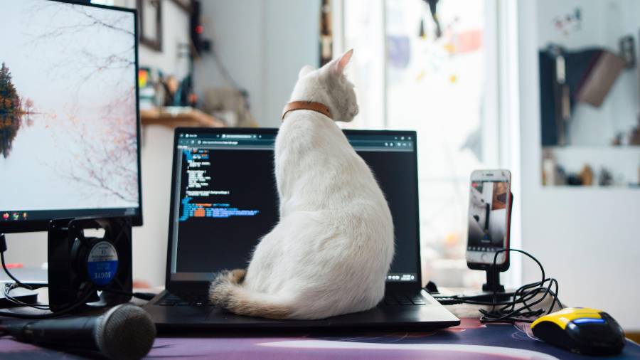 Con el desarrollo de la tecnología y los entornos digitales, la figura del gato doméstico se ha convertido en un icono indispensable de la cultura de internet y de la vida cotidiana.