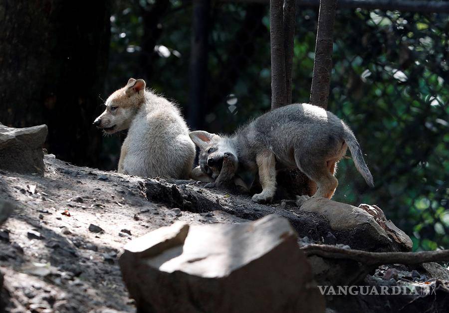 $!Cinco nuevas crias de lobo mexicano dan esperanza en mantener la especie