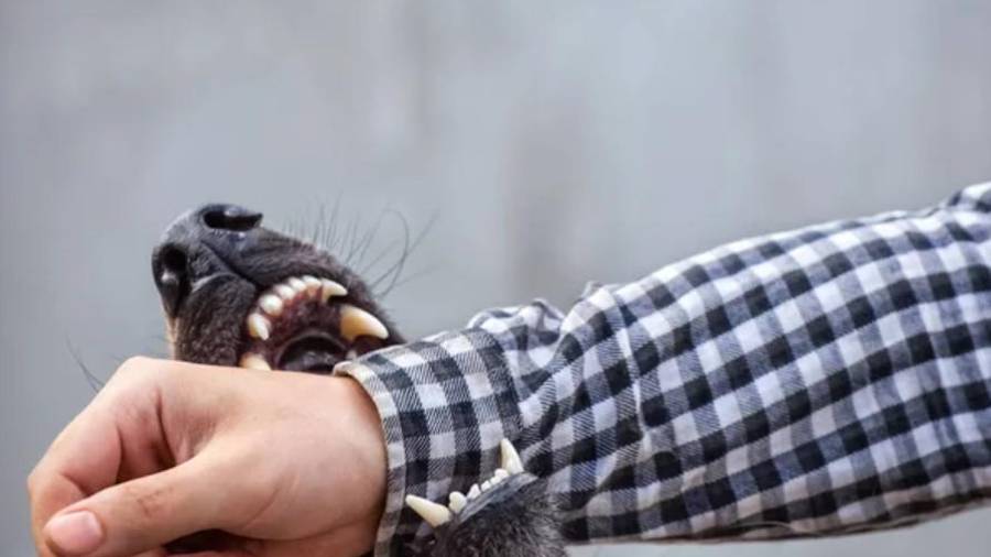 El reglamento municipal establece que todos los perros deben salir con correa a la vía pública.