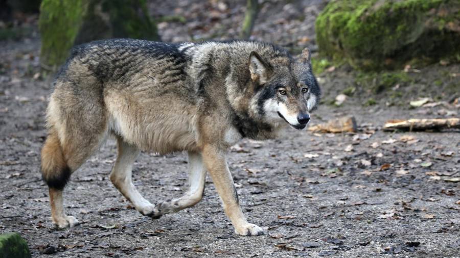El lobo mexicano ha logrado regresar a su hábitat natural tras décadas de conservación.