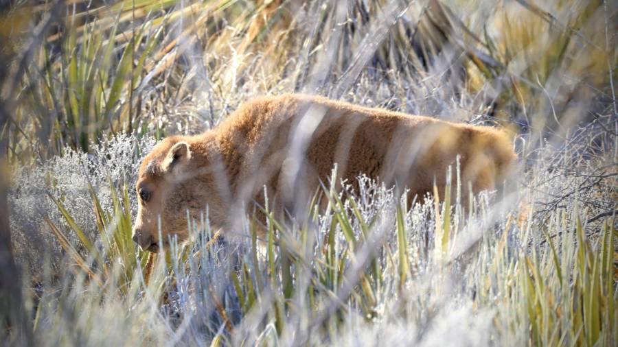 Las primeras crías de bisonte nacieron en la Reserva El Santuario, en Cuatro Ciénegas, seis meses después de la reintroducción de la especie al desierto coahuilense.