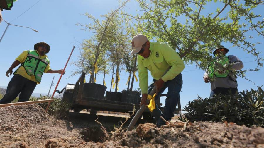 Brigadas municipales plantaron encinos sobre el camellón central del bulevar Luis Donaldo Colosio.