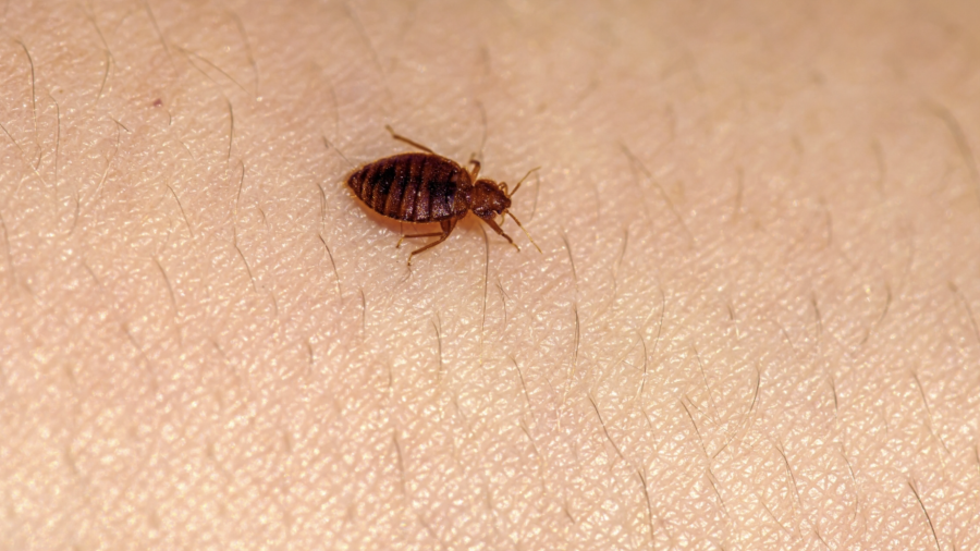 A pesar de su nombre, la chinche de cama no solo vive en el colchón.
