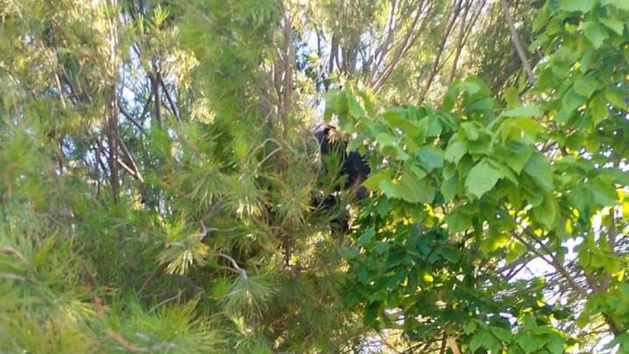 La Policía Ambiental pidió a la población evitar acercarse o alimentar al oso y reportar cualquier avistamiento al 911.