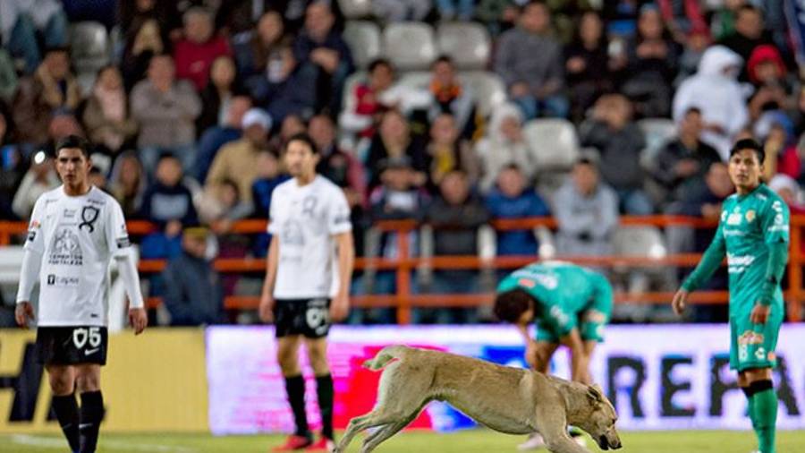 Perros, gatos y águilas verdes