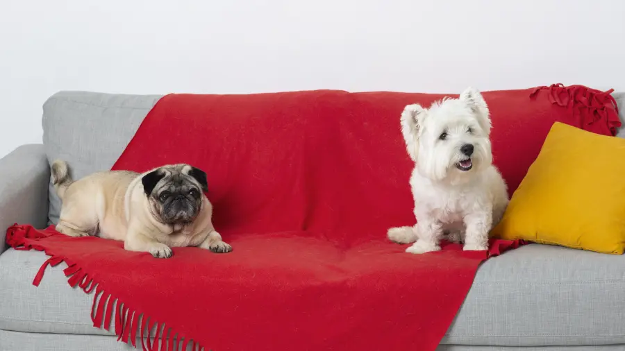 Colocar una cubierta o manta en el lugar favorito de la mascota facilita el lavado semanal y reduce la limpieza profunda del mueble.
