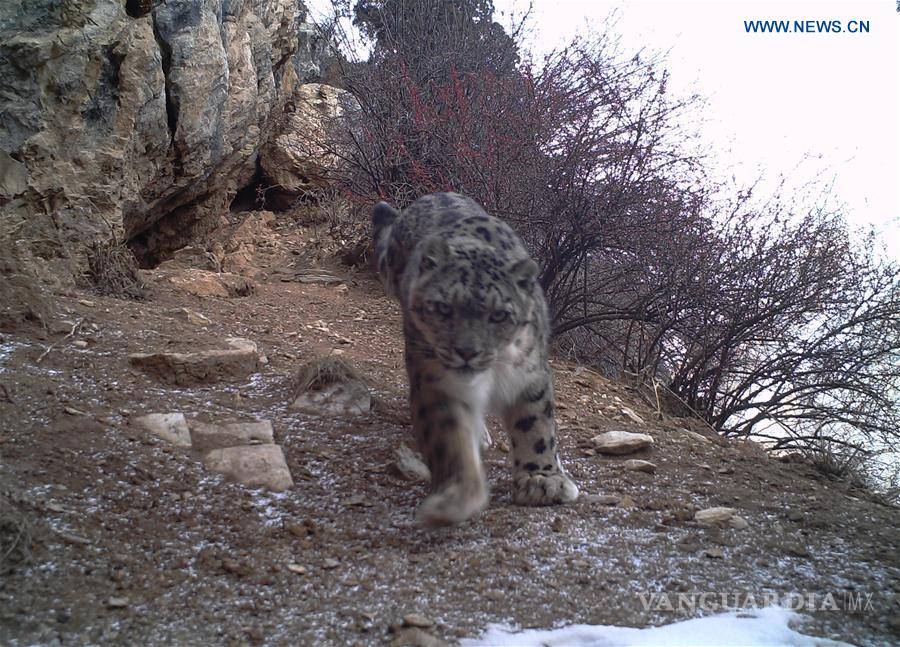 $!Por primera vez avistan a un leopardo de las nieves en el Tíbet