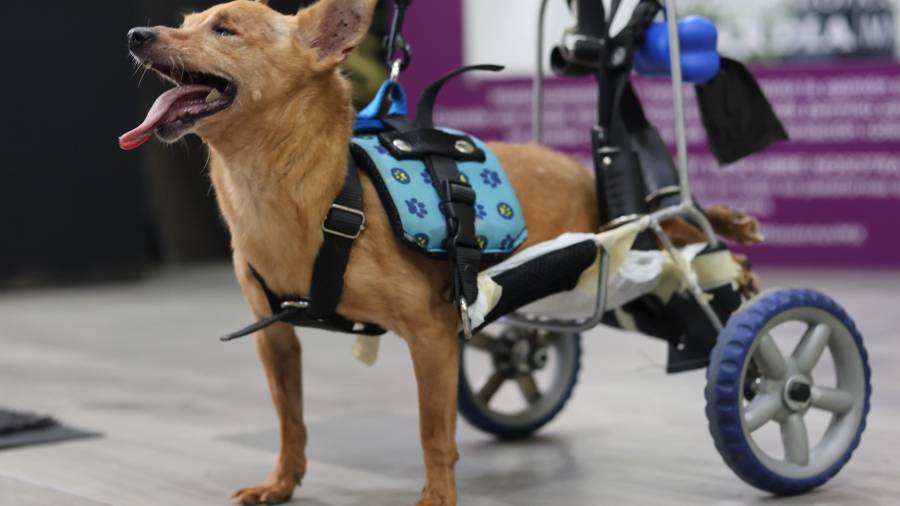 Fundación Louigy A.C. actualmente atiende a 37 perros, muchos de ellos adultos mayores, discapacitados o con enfermedades que requieren atención permanente. Rexy, quien tiene fracturas de columna y cadera, es uno de ellos. FOTOS: HOMERO SÁNCHEZ Y CORTESÍA