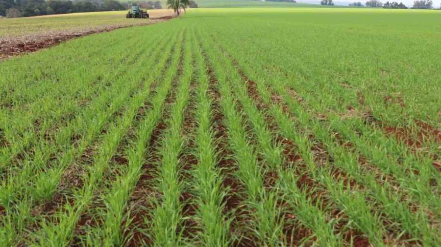 Las recientes lluvias vendrán a mejorar al campo y así obtener alimento para el ganado.