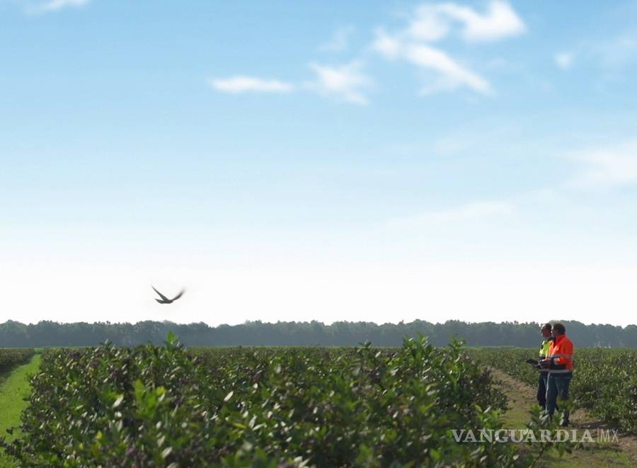 $!“Robird”, el robot halcón que cuida del aeropuerto de Edmonton en Canadá